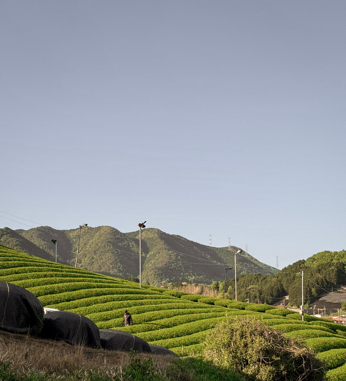 Plantations de thé au Japon
